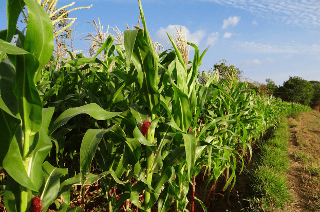 Unlocking India's Maize Potential with Nkosh:...