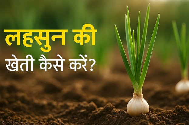 लहसुन की खेती |  Garlic Cultivation | Garlic ...